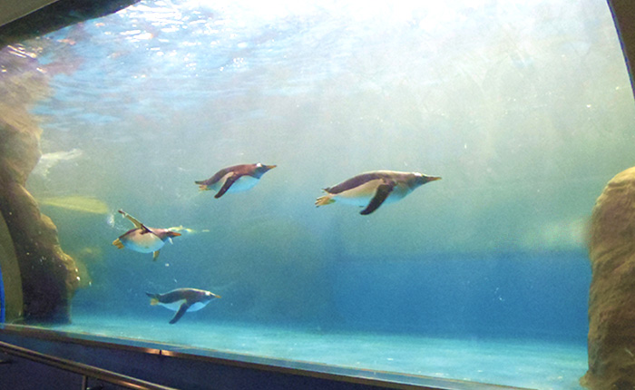 オゾンラボ011/ペンギン水槽の水質改善