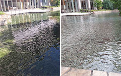 オゾンラボ113/オゾン水殺菌による観賞池の藻発生に対する抑制(続報)