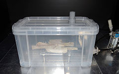 オゾンラボ121/乾燥芋のオゾン殺菌実験