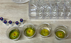 オゾンラボ156/果実に付着する除草剤の分解除去