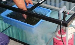 オゾンラボ161/海ブドウの殺菌および共生虫の除去実験