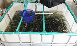 オゾンラボ163/窒素ガスによる海ブドウの共生虫駆除実験Ⅱ