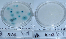 オゾンラボ169/酒樽の殺菌実験