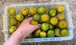 オゾンラボ173/オゾン殺菌によるシークヮーサー果汁の品質向上