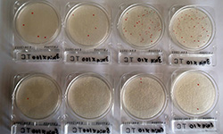 オゾンラボ188/海藻サラダ麺のオゾン殺菌