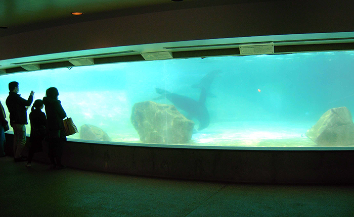 オゾンラボ022/動物園のアシカ池における透明度（事前検証）