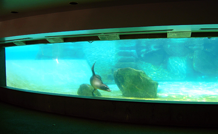 オゾンラボ023/動物園のアシカ池における透明度（導入後の水質評価）