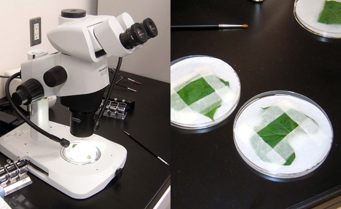 オゾンラボ035/オゾン水による害虫駆除実験