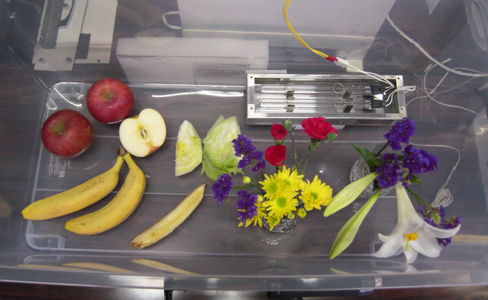果物より発生するエチレンガスの脱臭実験