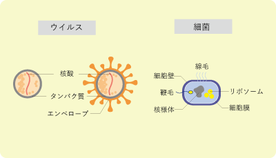 ウイルス・細菌の基本的な構造