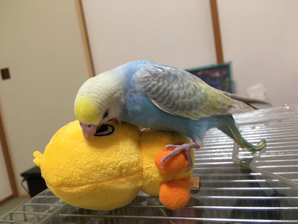 鳴き声 セキセイ インコ の